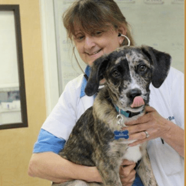 barin quakertown vmd veterinary boarding veterinarian