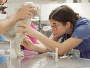 Veterinary Clinical Trials: Illuminating the Path to Enhanced Medical Practice and Patient Outcomes - Quakertown Veterinary Clinic